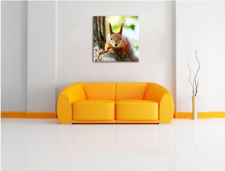 Pixxprint interessantes Eichhörnchen auf dem Baum, Format: 70x70 auf Leinwand, 70x70