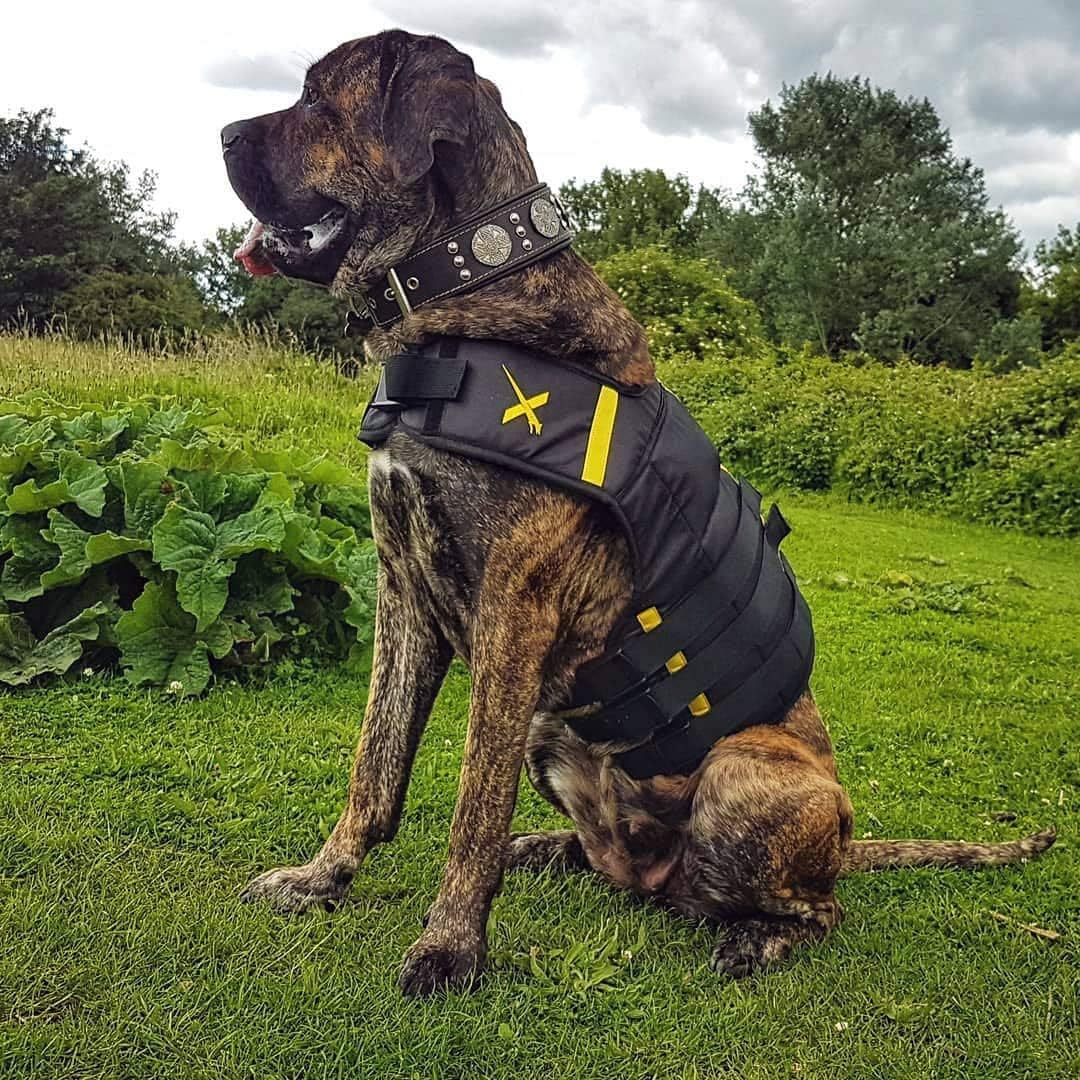 Bestia Maximus Echtleder Hundehalsband für grosse Hunde 100% Leder XXL- 65 bis 75 cm Halsumfang Schw