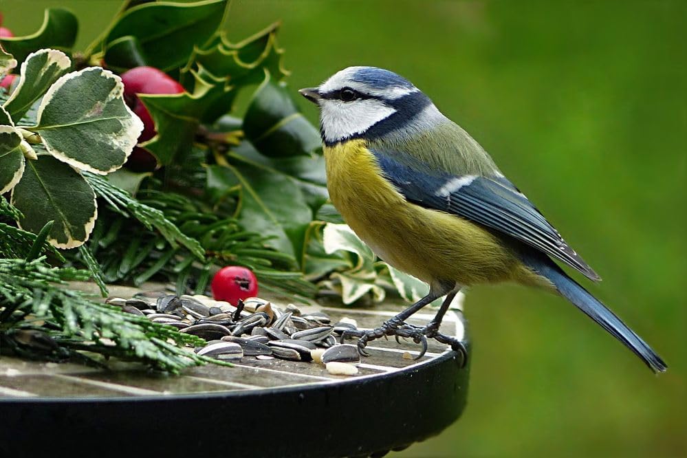 10 kg (2x5kg) Vogelfutter, Wildvogelfutter