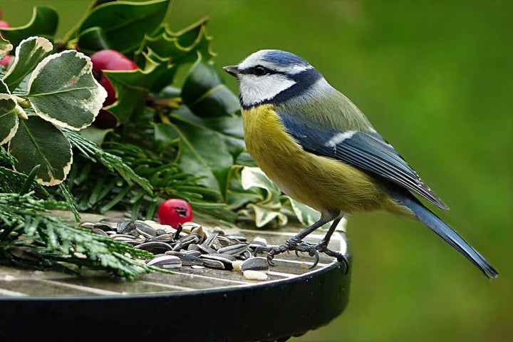 10 kg (2x5kg) Vogelfutter, Wildvogelfutter