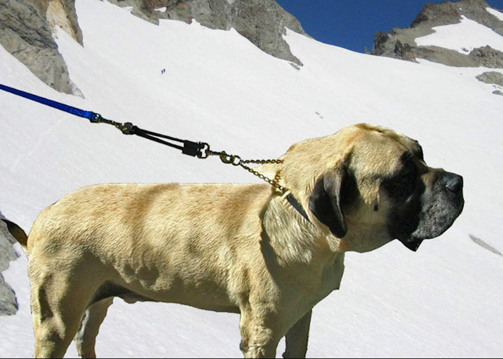 JERKEASE Bungee HundeleinenBefestigung – patentierter Stossdämpfer schützt Sie und Ihren Hund – funk
