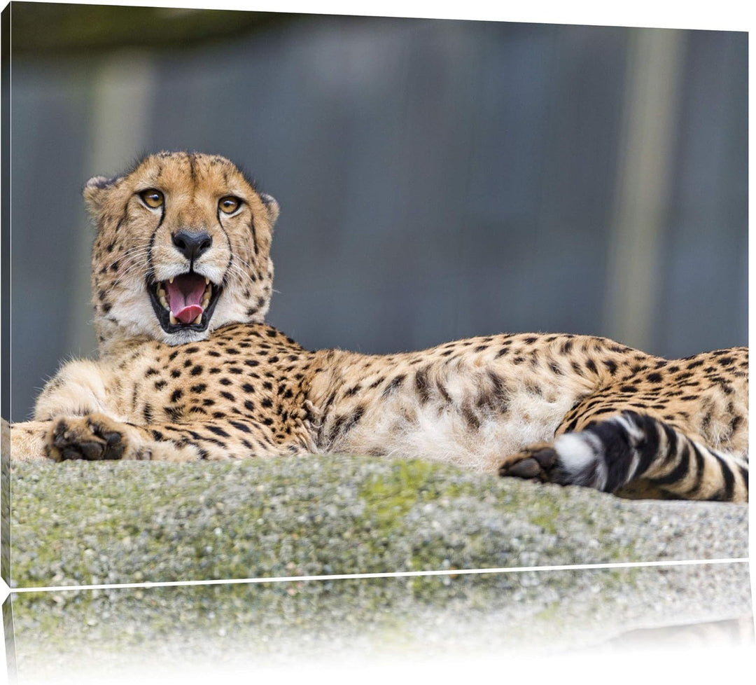 Pixxprint schlafender Gepard auf Leinwand, XXL riesige Bilder fertig gerahmt mit Keilrahmen, Kunstdr