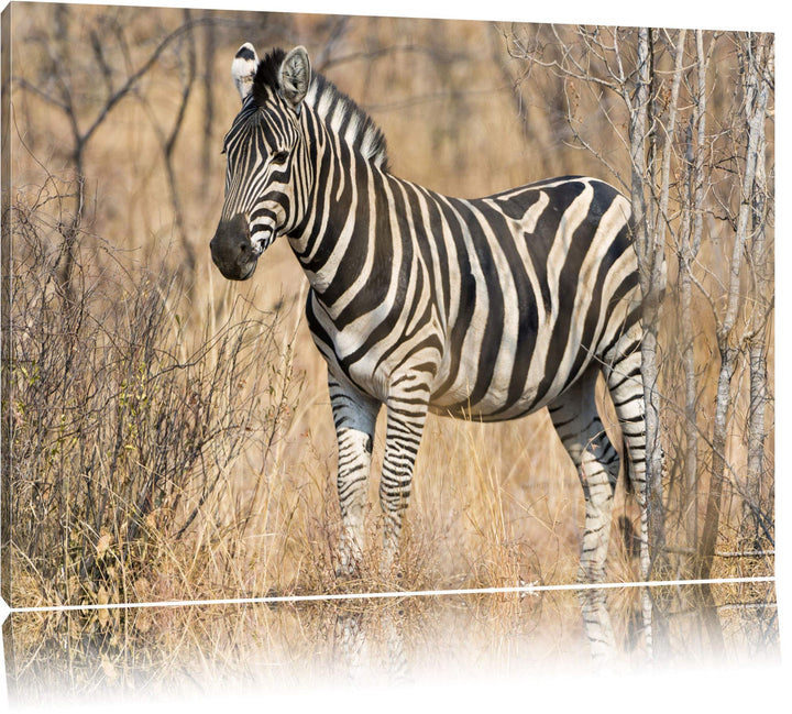 Pixxprint einsames Zebra auf Leinwand, XXL riesige Bilder fertig gerahmt mit Keilrahmen, Kunstdruck