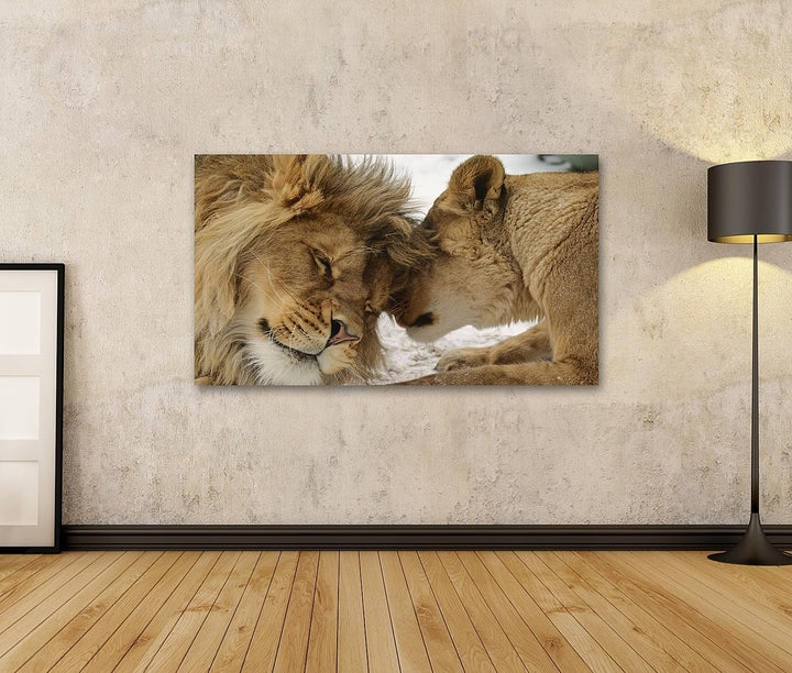 islandburner Bild auf Leinwand Löwe Und Löwin Kuschelnd Zärtlich Harmonie Partnerschaft Liebe Bilder