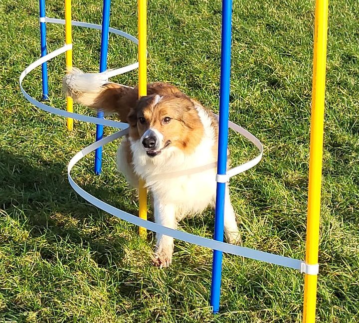 Agility - Slalom - AUSBILDUNGSSET MIT 4 SLALOMBÖGEN/TRAININGSBÖGEN + 6 SLALOMSTANGEN GELB/BLAU