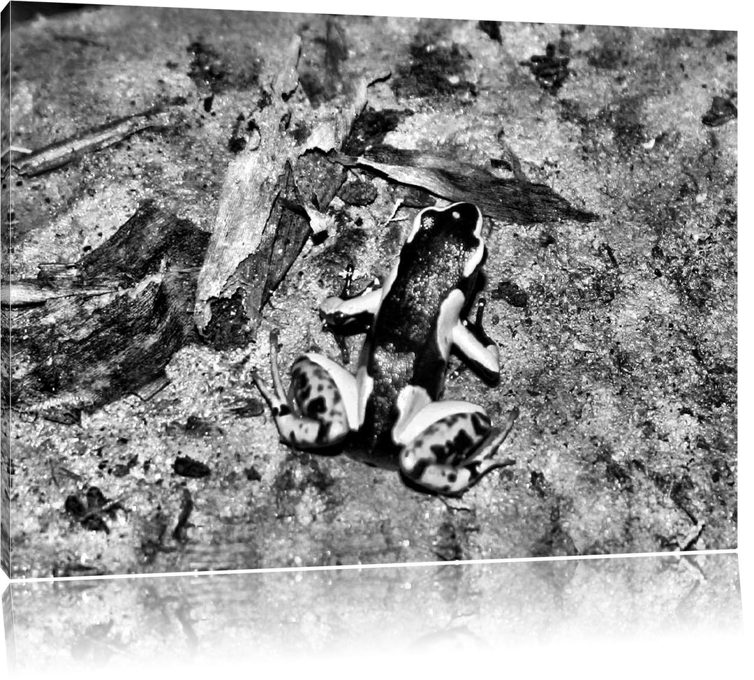 Pixxprint Färberfrosch / 100x70cm Leinwandbild bespannt auf Holzrahmen/Wandbild Kunstdruck Dekoratio