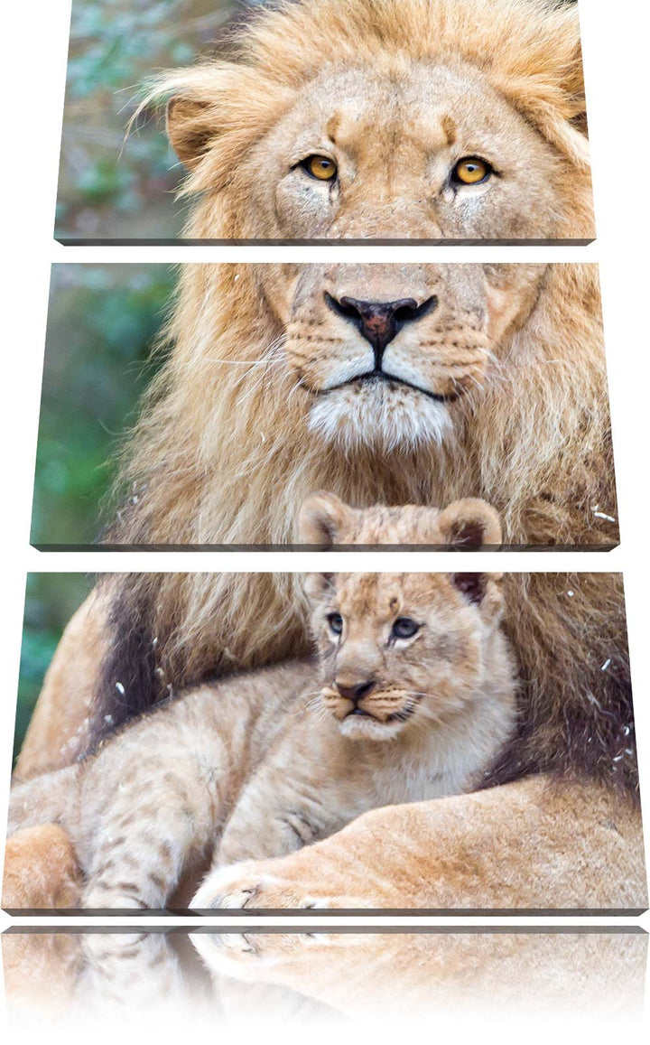 Pixxprint Löwe kuschelt mit Jungtier als Leinwandbild/Grösse: 3 Teilig (120x80) cm/Wandbild/Kunstdru