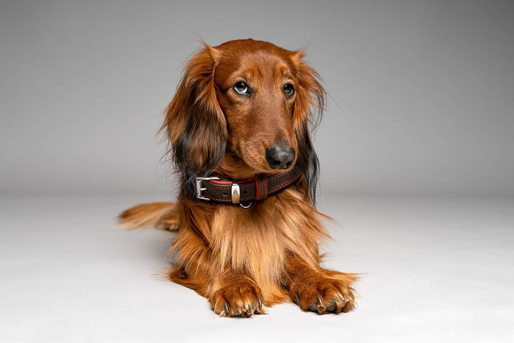 MICHUR Oleo Rot Hundehalsband Leder, Lederhalsband Hund, Halsband, Braun, Leder, in verschiedenen Gr