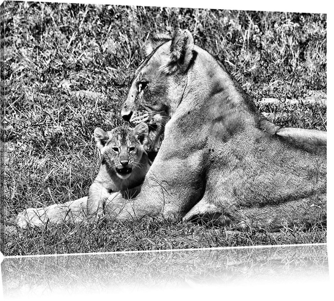 Pixxprint Monocrome, fürsorgliche Löwin putzt Ihr Junges, Format: 100x70 auf Leinwand, 100x70