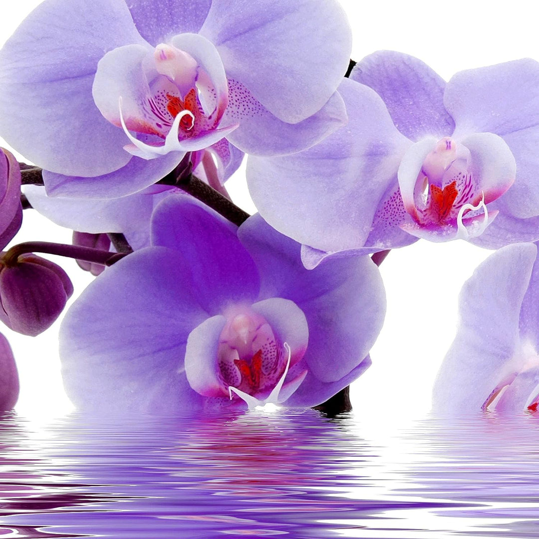 Runa Art Wandbilder Blumen Orchidee 5 Teilig Bild auf Vlies Leinwand Deko Wohnzimmer Spa Zen Violett