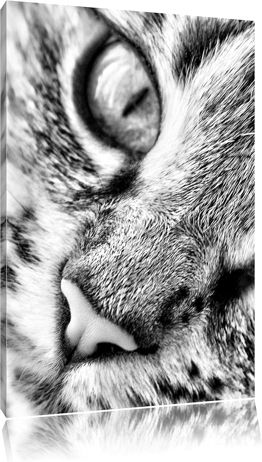 Pixxprint Grosse Katzenaugen / 100x70cm Leinwandbild bespannt auf Holzrahmen/Wandbild Kunstdruck Dek