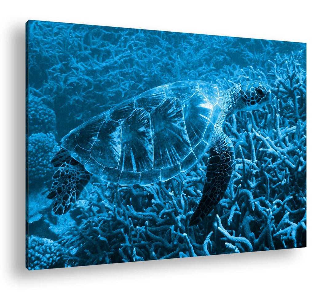 deyoli exotische Schildkröte im Ozean Format 80x60 Effekt: Monocrome Blau als Leinwandbild, Motiv fe