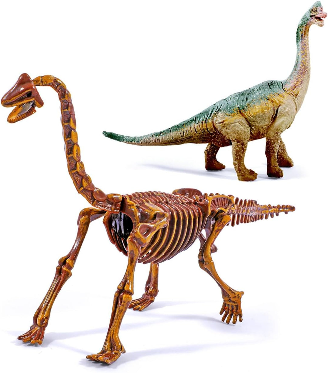 EGGBOX Dinosaurier Skelett Ausgrabungsset für Kinder, 2-in-1 Brachiosaurus Dino Dig & Malset, Dinosa