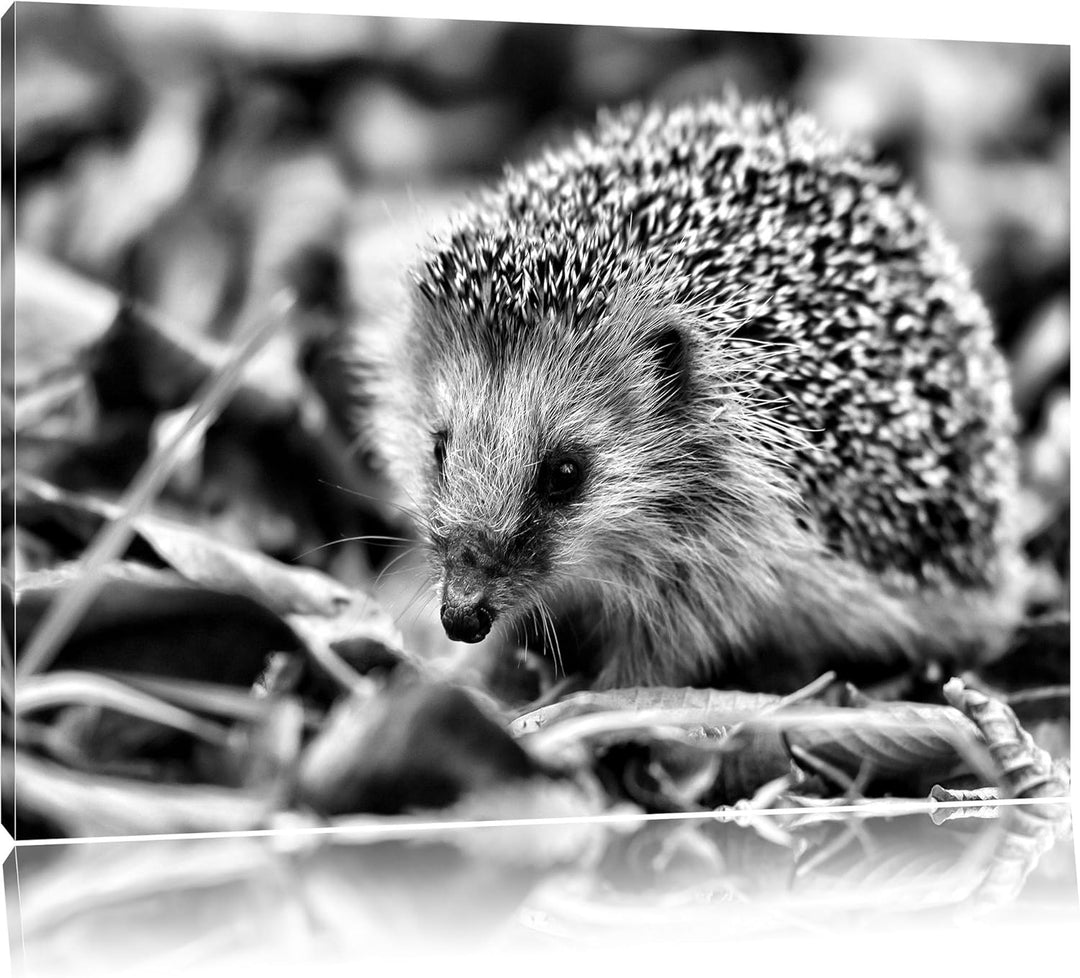 Monocrome, Kleiner Igel, Format: 100x70 auf Leinwand, XXL riesige Bilder fertig gerahmt mit Keilrahm