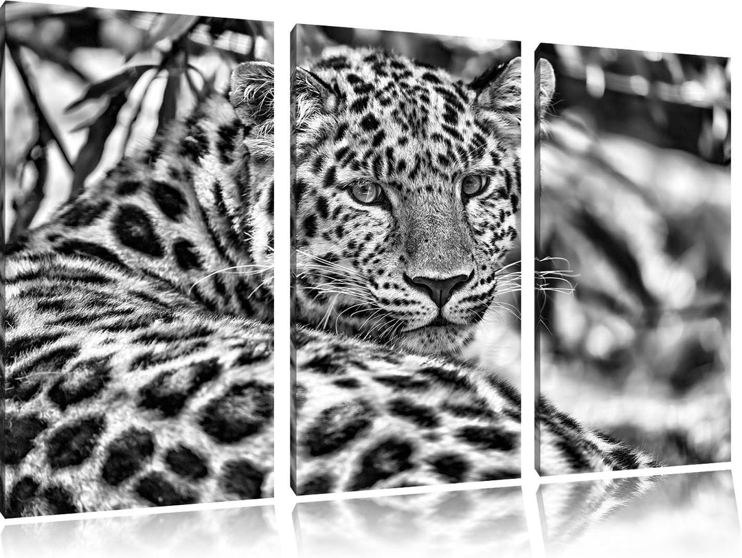 Pixxprint aufmerksamer Leopard im Schatten als Leinwandbild/Grösse: 3 Teilig (120x80) cm/Wandbild/Ku