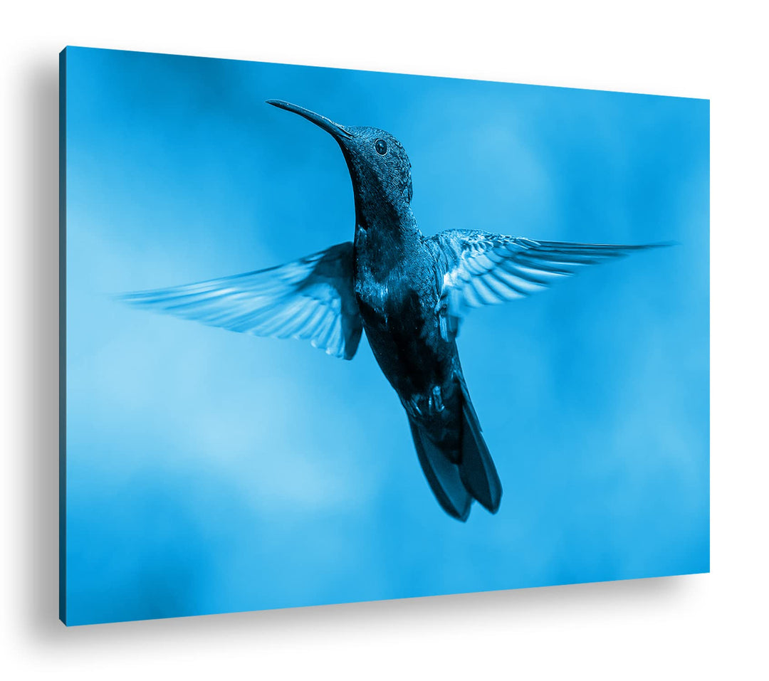 deyoli flinker Kolibri Format: 80x60 Effekt: Monocrome Blau als Leinwand, Motiv fertig gerahmt auf E