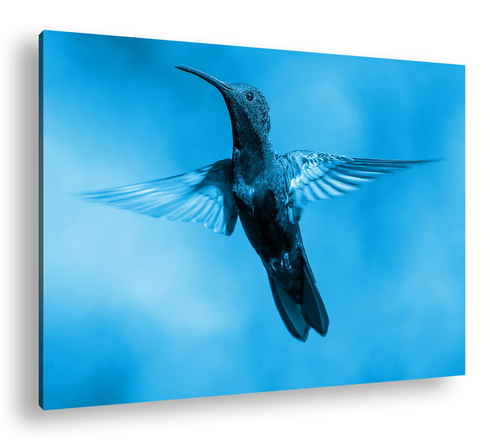 deyoli flinker Kolibri Format: 80x60 Effekt: Monocrome Blau als Leinwand, Motiv fertig gerahmt auf E