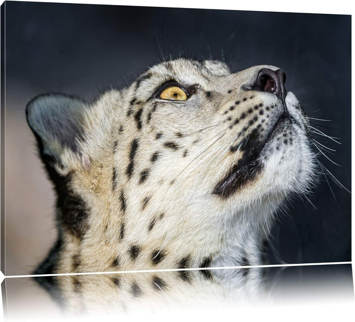 Pixxprint aufschauender Schneeleopard auf Leinwand, XXL riesige Bilder fertig gerahmt mit Keilrahmen