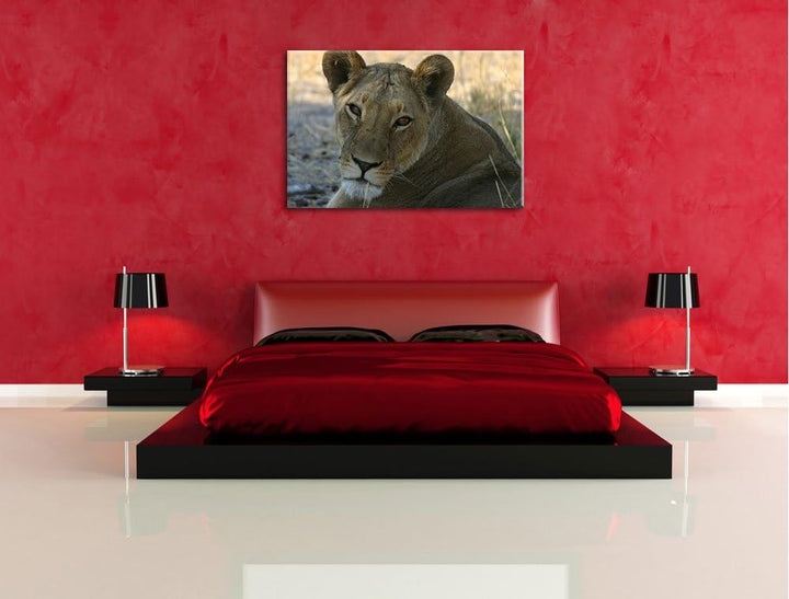schöne Löwin im Wildgras Leinwand, XXL riesige Bilder fertig gerahmt mit Keilrahmen, Kunstdruck auf