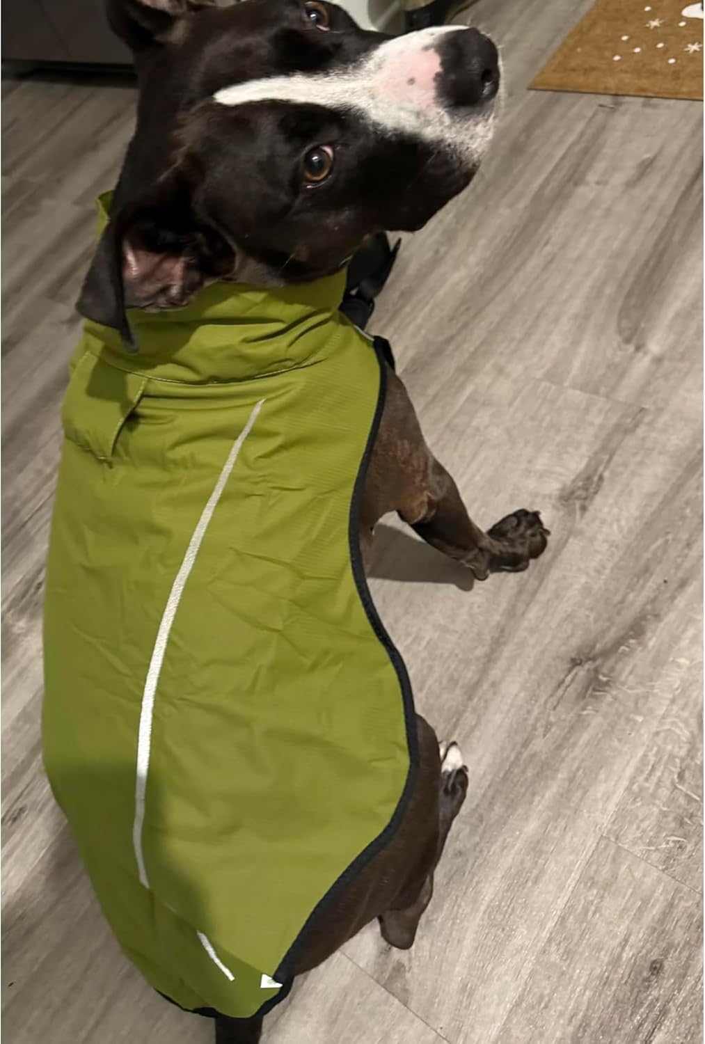 Mile High Life Hunderegenmantel Einstellbare wasserdichte Haustierkleidung Leichte Regenjacke mit re