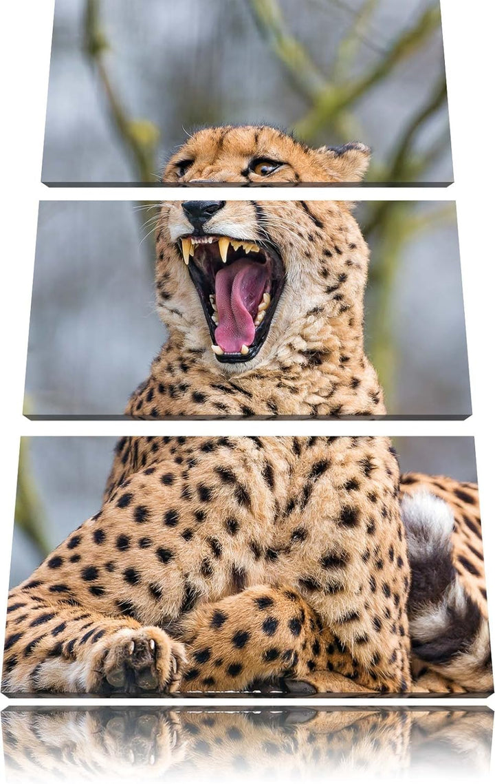 Pixxprint Gepard gähnt als Leinwandbild/Grösse: 3 Teilig (120x80) cm/Wandbild/Kunstdruck/fertig besp