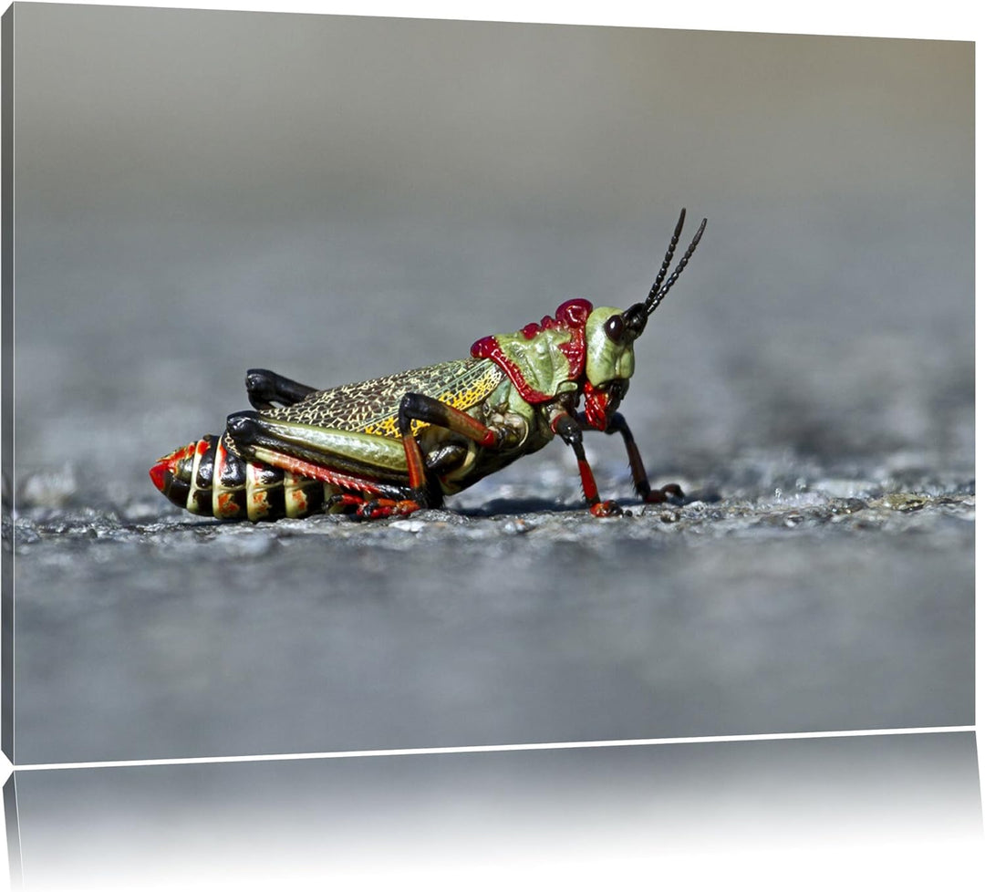 Pixxprint aussergewöhnliche Heuschrecke auf Leinwand, XXL riesige Bilder fertig gerahmt mit Keilrahm