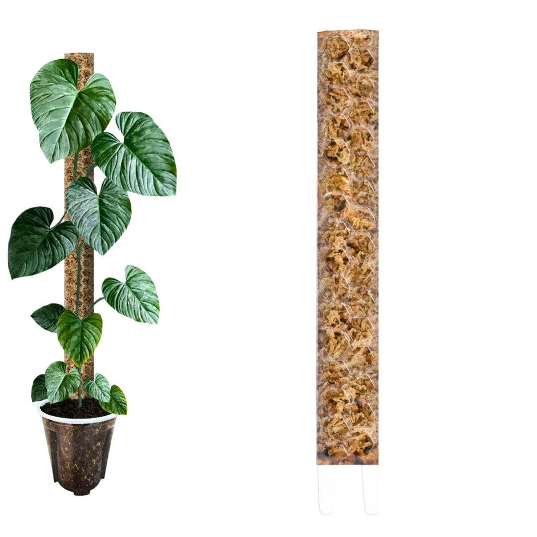 Moosstab [PlantScraper] 30 cm (S) / 3 Stück/Klar | Pflanzenstab | Moss Pole | Rankstab | Moosstange