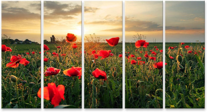 islandburner Bild auf Leinwand Mohnblumen Feldblume Auf Sonnenuntergang Wandbild Poster Kunstdruck B