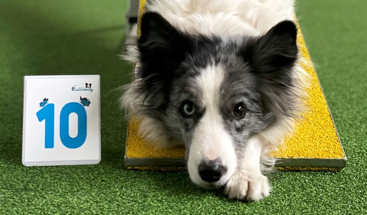 Callieway Agility Parcoursnummern Blue Butterfly Nummernschilder - durchnummeriertes Klebeset 1-25 B