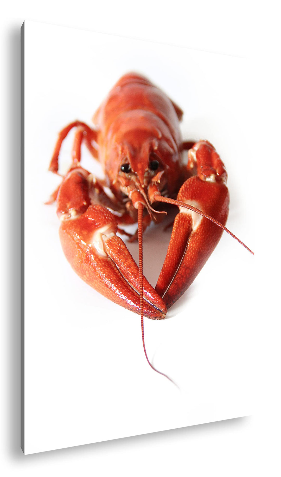 deyoli schwedische rote Krebse im Format: 80x60 als Leinwandbild, Motiv fertig gerahmt auf Echtholzr