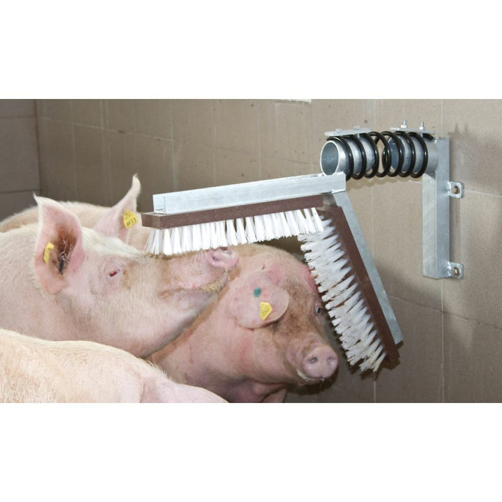 Schweine Kratzbürste