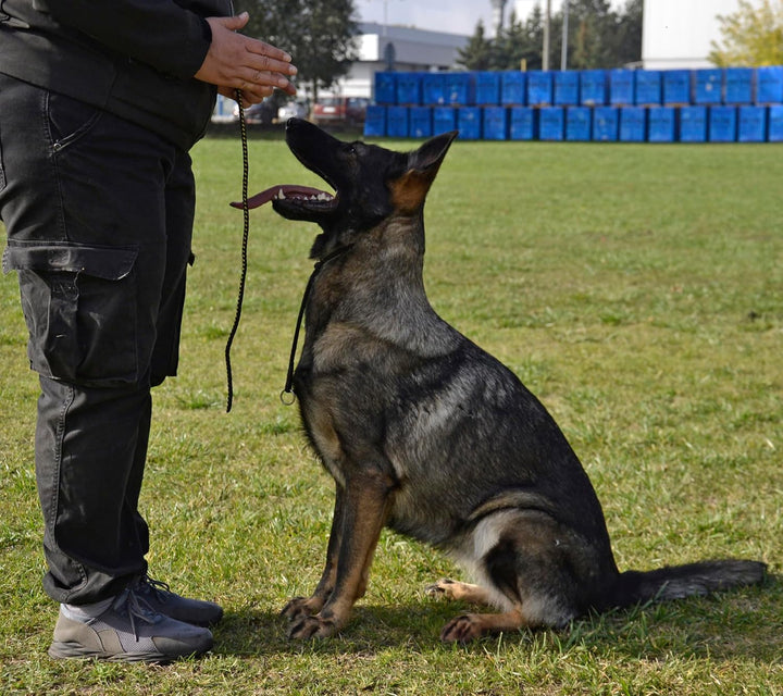 Dingo Gear Trainingshalsband für Hunde, sehr dünn, Starke Schnur, mit 1 Begrenzer, wasserdicht, lang
