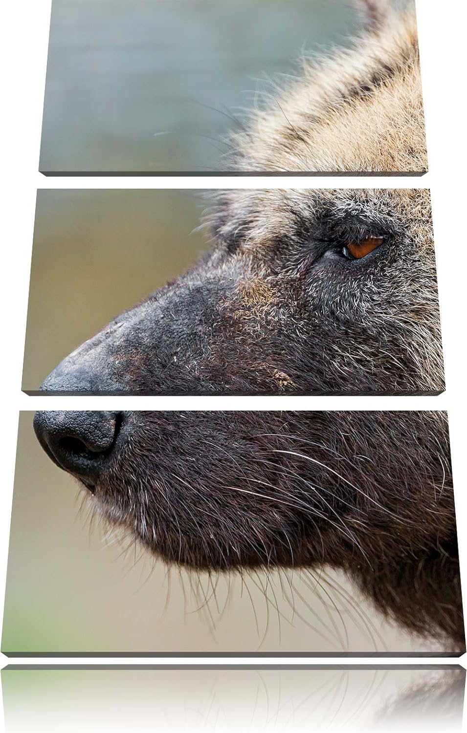 Pixxprint Hyäne im Seitenprofil als Leinwandbild/Grösse: 3 Teilig (120x80) cm/Wandbild/Kunstdruck/fe