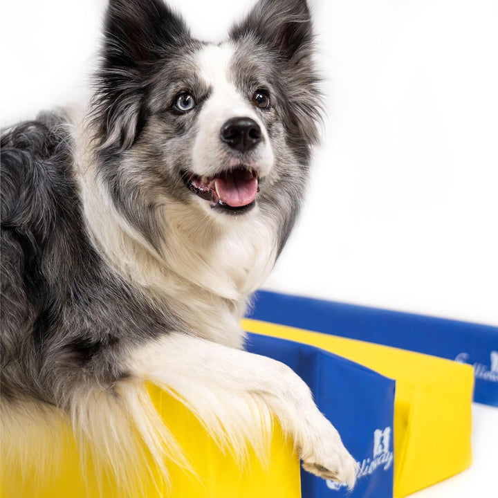 Callieway® Agility Soft-Weitsprung Sosipiri - Agility Long-Jump - FCI konform (gelb/blau ohne Eckste