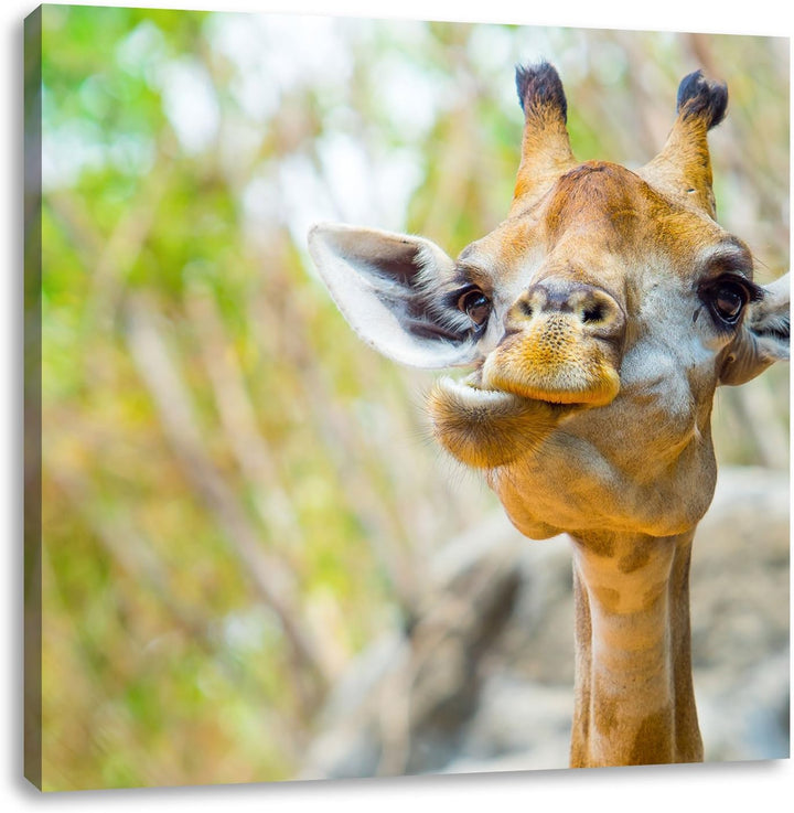 Giraffe in der Natur, Format: 70x70 auf Leinwand, XXL riesige Bilder fertig gerahmt mit Keilrahmen,