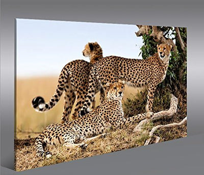 islandburner Bild Bilder auf Leinwand Gepard Geparden Raubkatze 1p XXL Poster Leinwandbild Wandbild