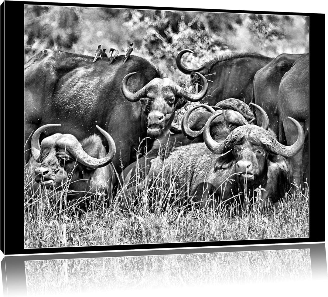 Pixxprint grosse Kaffernbüffel Herde als Leinwandbild/Grösse: 100x70 cm/Wandbild/Kunstdruck/fertig b