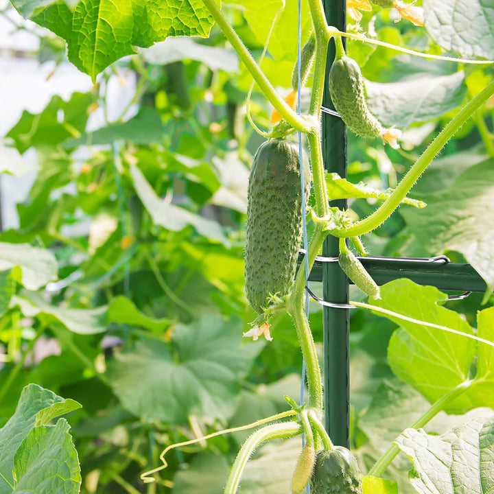 50 Stück Tonkinklammern, Pflanzenspalier Verbindungsschnallen, Bambusklammern, Garten-Rankhilfen Pfl