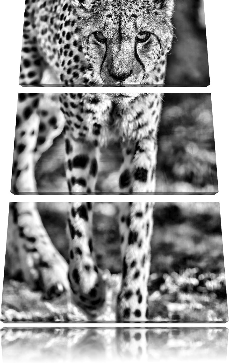 Pixxprint anpirschender Gepard als Leinwandbild/Grösse: 3 Teilig (120x80) cm/Wandbild/Kunstdruck/fer