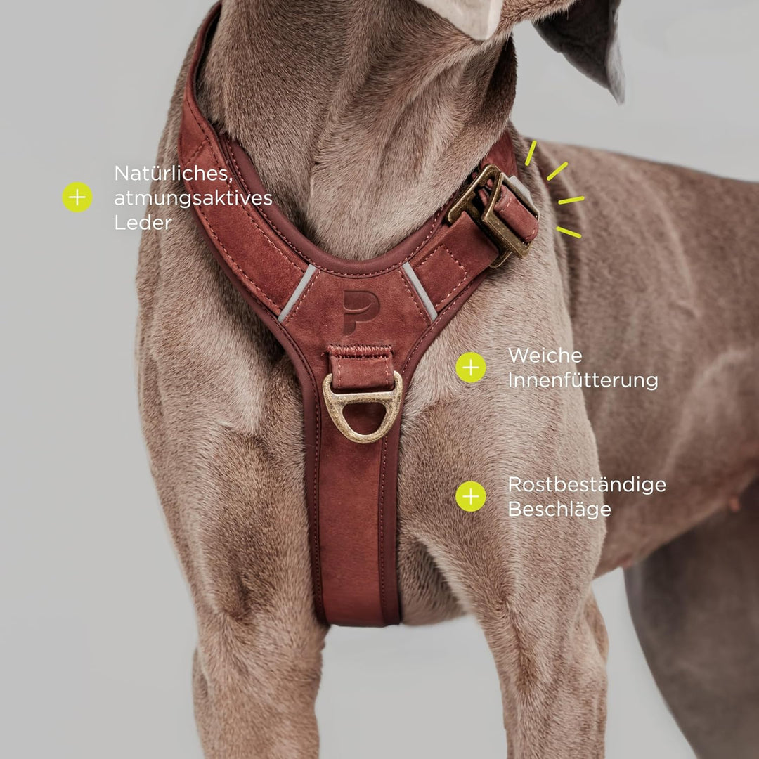 Lord Leder Hundegeschirr mit Guard-Konstruktion, Natürliche Rindsleder, für Sehr Kleine Hunde und We