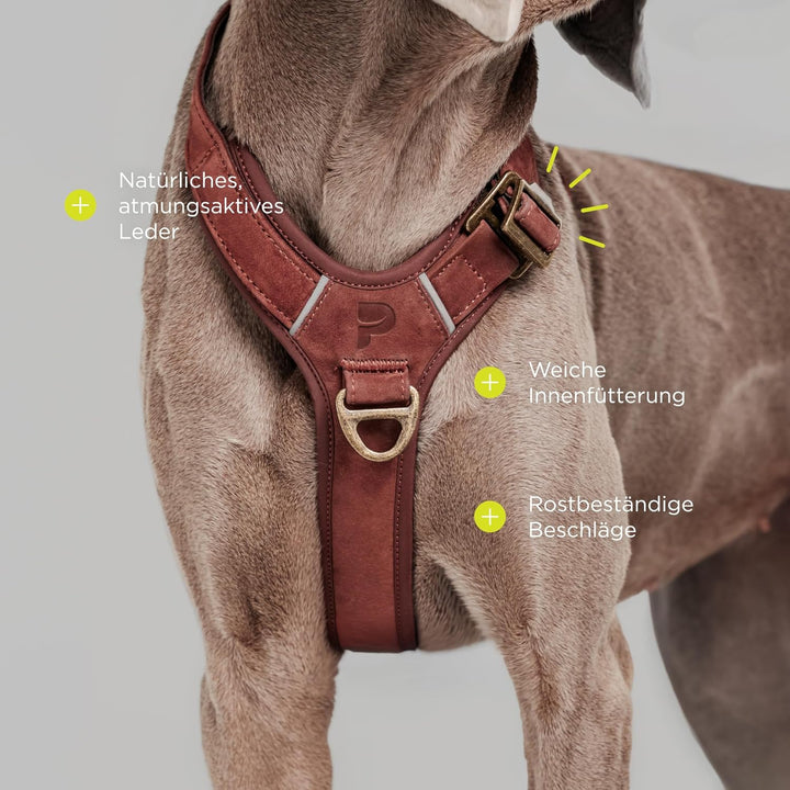 Lord Leder Hundegeschirr mit Guard-Konstruktion | Natürliche Rindsleder, für Grosse Hunde, Komfort u