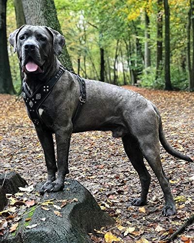 Bestia "Aztec'' Leder Brustgeschirr für grosse Hunde in Schwarz XXL- Mastiff, Rottweiler size, XXL-