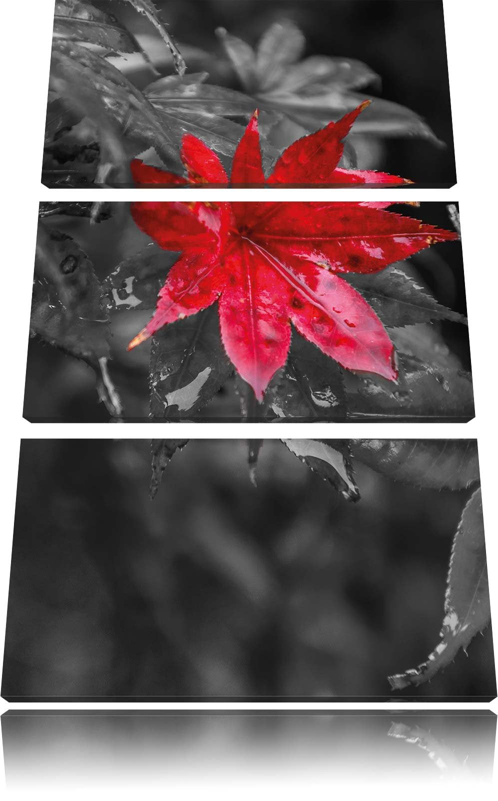 Pixxprint Herbstliches rotes Ahornblatt als Leinwandbild/Grösse: 3 Teilig (120x80) cm/Wandbild/Kunst