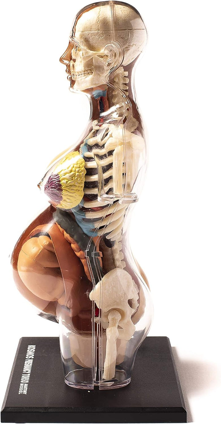 Thames & Kosmos , 260840, Human Pregnancy Anatomy Model, Learn About Human Pregnancy, 30+ Parts with
