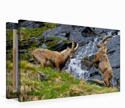 Premium Textil-Leinwand 75 x 50 cm Quer-Format Steinböcke | Wandbild, HD-Bild auf Keilrahmen, Fertig