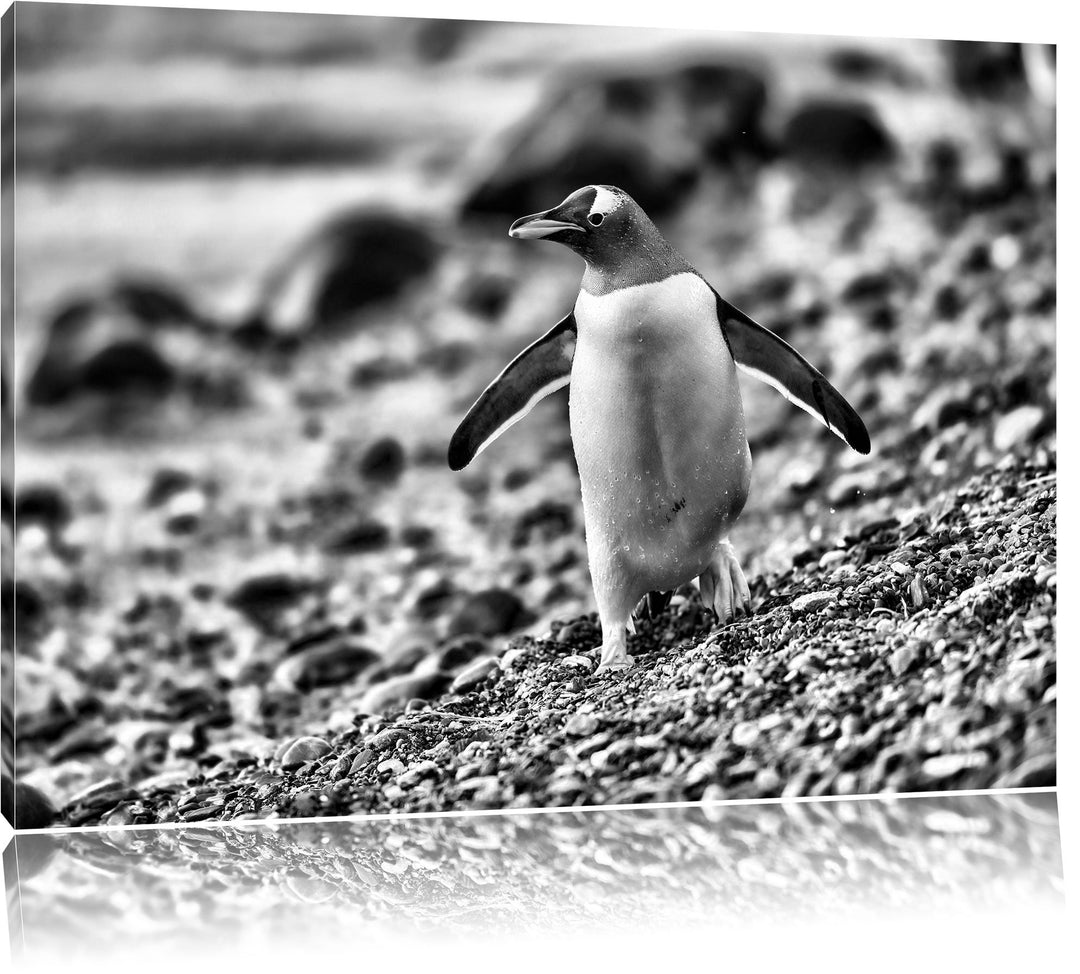Monocrome, Pinguine, Format: 100x70 auf Leinwand, XXL riesige Bilder fertig gerahmt mit Keilrahmen,