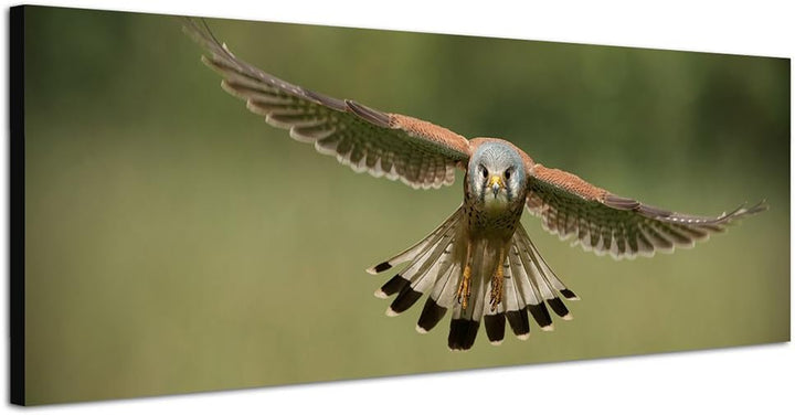 Paul Sinus Art Panoramabild auf Leinwand und Keilrahmen 150x50cm Falke Vogel Flug Holzpfahl