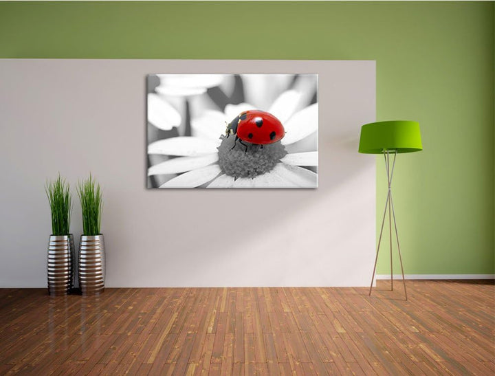 süsser Marienkäfer auf Gänseblume schwarz/weiss Format: 100x70 auf Leinwand, XXL riesige Bilder fert