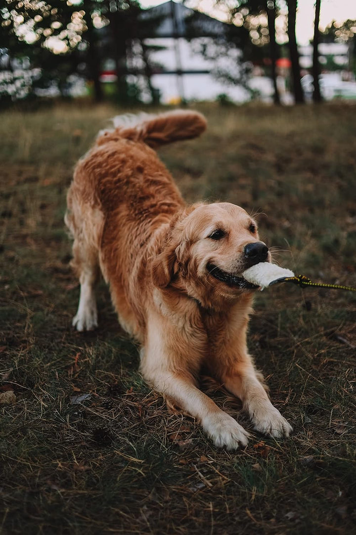 Dingo Angelrute Spielzeug mit Schnur 130 cm und austauschbaren Spitzen Mop Grün+Wolle Quietsche, Mop