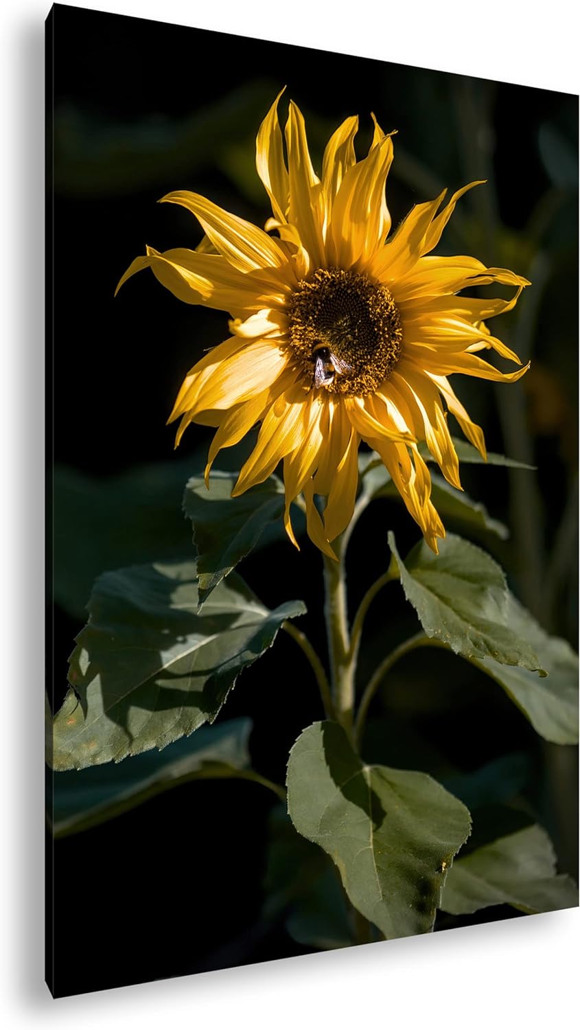 deyoli Blühende Sonnenblume Format:75x50 cm als Leinwandbild, Motiv fertig gerahmt auf Echtholzrahme